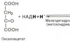 Як речовини включаються до глюконеогенезу?