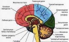 Građa i funkcije malog mozga ukratko